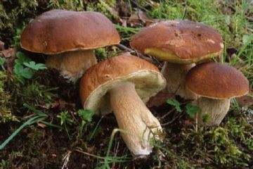 Raccolta funghi anno 2025